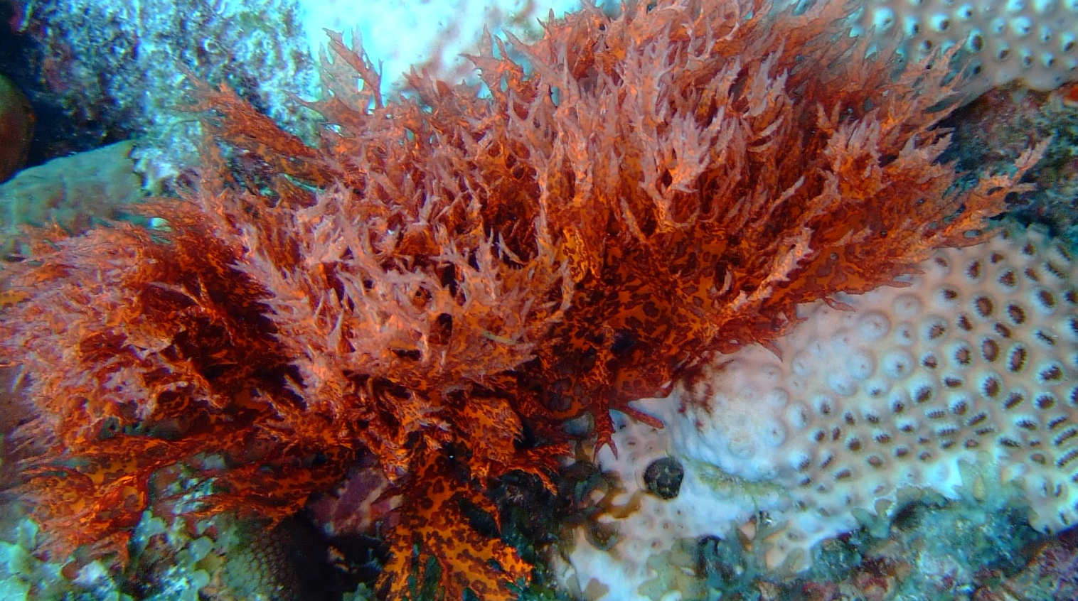 Types of carrageenans